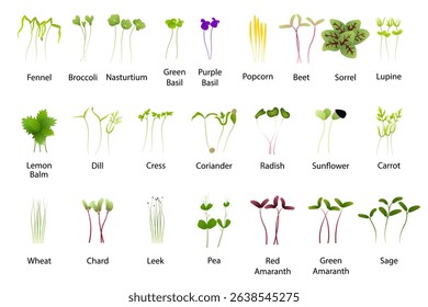 Microgreens of various edible plants, including fennel, broccoli, and basil, growing in vibrant colors and delicate structures, highlight healthy, organic nutrition