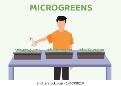Microgreens vector concept: faceless male figure watering the microgreens seed pots