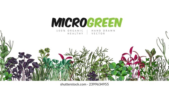Microvegetales, el borde de la costura vectorial sobre fondo blanco. Probetas y hierbas con hojas, plantas de color, en forma de grabado de color. Plantilla de diseño con un estilo de esbozo de color.