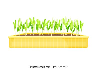 Microverdes a medida que crecen verduras vegetales en ilustración de vectores de contenedor de plástico
