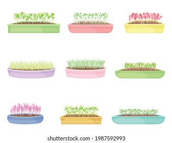 Microgreens as Vegetable Greens Growing in Plastic Containers Vector Set