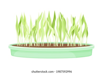 Microverdes a medida que crecen verduras vegetales en ilustración de vectores de contenedor de plástico