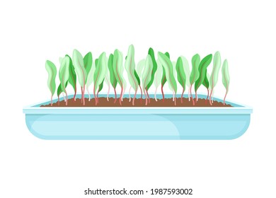 Microgreens as Vegetable Greens Growing in Plastic Container Vector Illustration