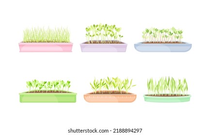 Microgreens as Vegetable Greens Growing in Plastic Container Vector Set