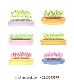 Microgreens as Vegetable Greens Growing in Plastic Containers Vector Set