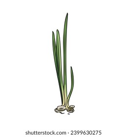 Microgreens wheat small bunch. Hand drawn natural organic herb. Micro green shoots, raw sprouts with first leaves for vitamins salad, healthy food. Vector illustration isolated on white background