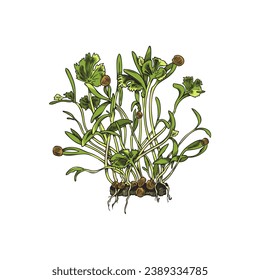 Microgreens. Young green leaves hand drawn vector illustration. Vegetable and herbs sprouts. Healthy food ingredient isolated sketch drawing.