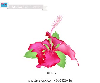 Micronesia Flower, Illustration of Hibiscus Flowers. The National Flower of Federated States of Micronesia.
