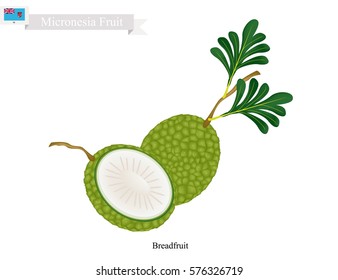 Micronesia Fruit, Fresh Coconut. One of The Most Popular Fruits in Micronesia.
