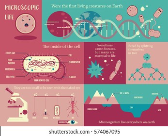 Microorganism life info-graphic illustration vector