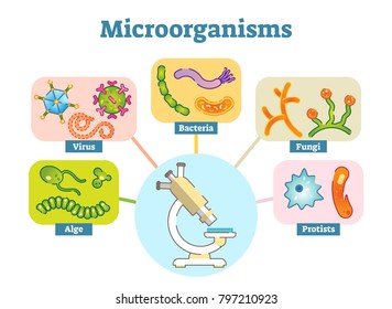 Microbe Size Chart