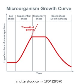 Microorganisms growth curve. Ideal kinetic curve of a static culture of microorganisms, such as bacteria, fungi, algae, protozoa and viruses, divided into four phases. Illustration over white. Vector.