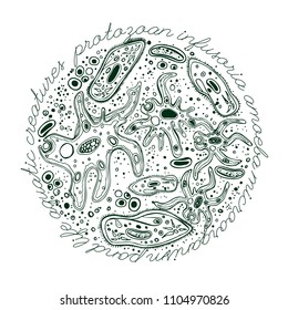 Microorganisms hand-drawn image. Amoeba proteus and infusoria. Editable vector illustration in dark green color isolated on a white background. Biological concept in unique style.