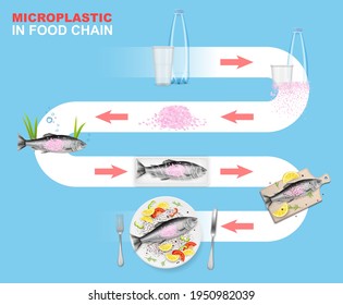 Microplastic in food chain vector infographic. Marine environment. Plastic waste life cycle, transformation into microplastic and impact on marine animals and seafood we eat.