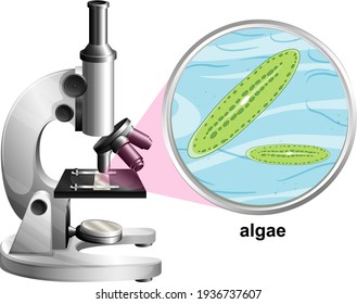 Microscope with anatomy structure of Algae on white background illustration