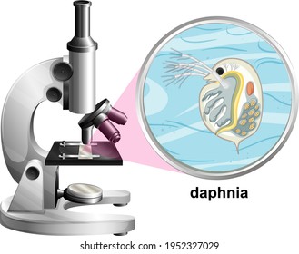Microscopio con estructura anatómica de Daphnia en la ilustración de fondo blanco