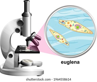 Euglena On Microscope Images Stock Photos Vectors Shutterstock