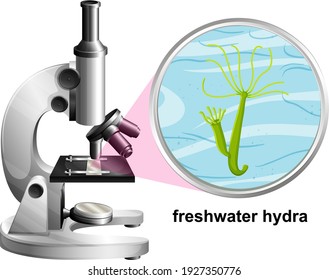 Microscope with anatomy structure of Freshwater Hydra on white background illustration