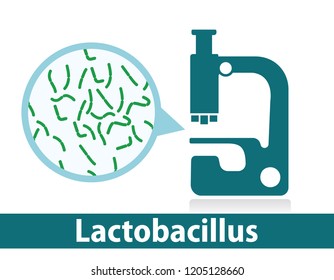 microscope bacteria lactobacillus 