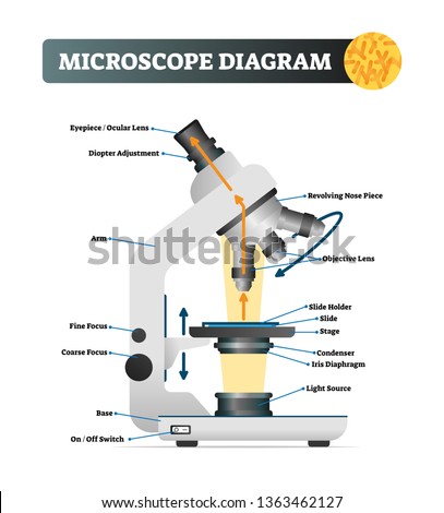 Microscope diagram vector illustration. Labeled magnify zoom instrument structure scheme. Science equipment to research microbiology element in laboratory. Educational model with lens, focus and slide
