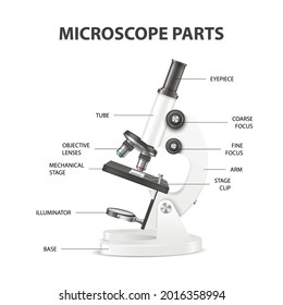 Mikroskop-Teile, Strukturanatomie. Vektor 3d realistisches weißes Labormikroskop isoliert. Chemie, Biologie-Werkzeug. Wissenschaft, Labor, Forschung, Bildungskonzept. Vorlage erstellen