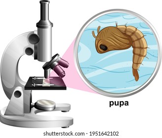 Mikroskop mit Pupa-Mücke auf weißem Hintergrund, Vektorgrafik
