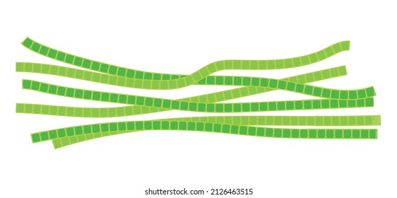 Microscopic algae spirogyra, causing turbidity of water