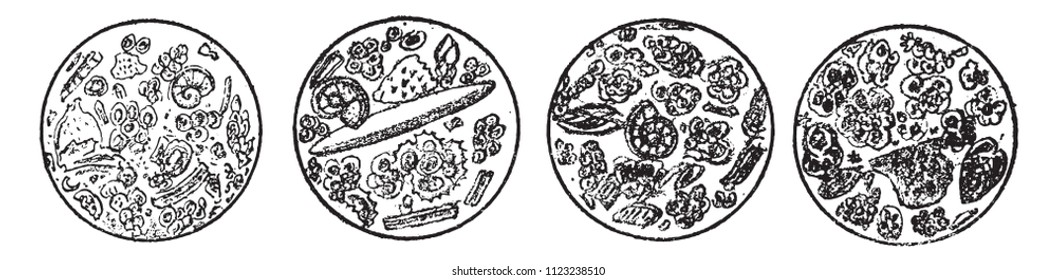 Microscopic analysis of chalk, according to Ehrenberg, vintage engraved illustration. From Natural Creation and Living Beings.

