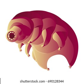 microscopic animal tardigrade