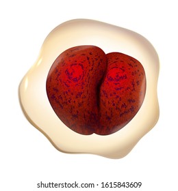 Microscopic Bacteria Cell With Red Core Vector. Unhealthy Danger Dividing Bacteria In Sphere Form. Science Biological Laboratory Bacterium Colorful Concept Layout Realistic 3d Illustration