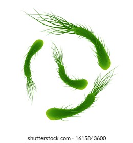 Microscopic Bacteria Helicobacter Pylori Vector Vector. Campylobacter Pylori is Gram-negative Microorganism Stomach Bacterium. Microbiology Concept Mockup Realistic 3d Illustration