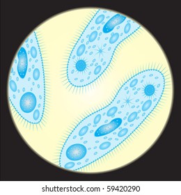 Microscopic beings through microscope eps10