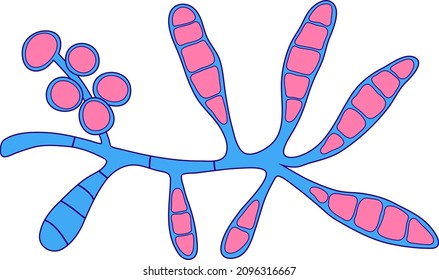 Microscopic fungi Epidermophyton floccosum, scientific illustration. A filamentous fungus, causes skin and nail infections, such as athlete's foot, tinea cruris, tinea corporis and onychomycosis