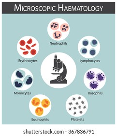 Microscopic haematology ( Red blood cells : erythrocytes )( White blood cells : lymphocytes , neutrophils , monocytes , eosinophils , basophils )( Platelet ) Blood cell series concept and infographics