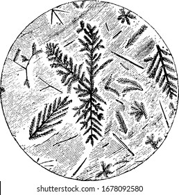 Sección microscópica de Pitchstone, mostrando cristales dendríticos, un cristal que se desarrolla con una forma típica de árbol de varias ramas, dibujo vintage o ilustración de grabado.