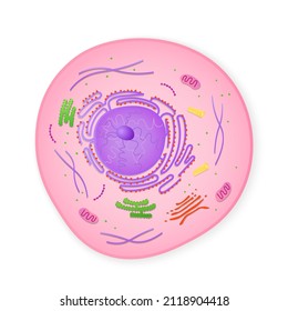 Microscopic Structure Of Cell. Cytoplasm With Elements Of Golgi Apparatus And Ribosomes Accumulation Of Mitochondria And Cytoplasm In Vector Endoplasmic Reticulum.