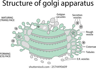 Microscopic structure of golgi apparatus (golgi apparatus).