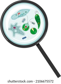 Microscopic unicellular organisms: protozoa (Paramecium caudatum, Amoeba proteus, Chlamydomonas, Euglena viridis), green algae (Chlorella, Spirogyra) and bacteria under magnifying glass