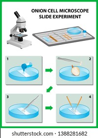 Microscopy. Onion Cell Microscope Slide Experiment. Vector illustration 