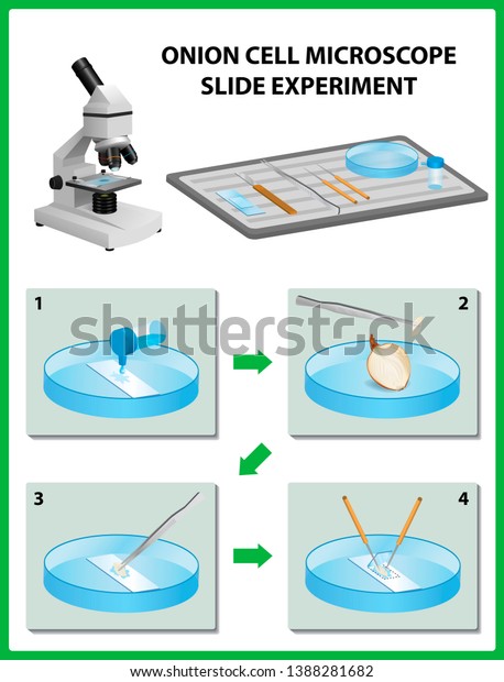 Microscopy. Onion Cell Microscope Slide Experiment.\
Vector illustration\
