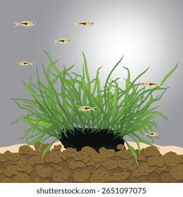 Microsorum pteropus (narrow leaf) On Volcanic rock in the aquarium plants, Commonly used for decorating Freshwater fish tank, a simulation of natural planting