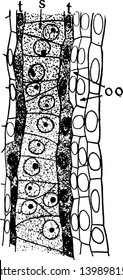 La microscopía interior es polen, la microscopía cubierta por muchas capas, ambos lados Tapetum y fuera de la capa parietal, dibujo vintage o ilustración grabadora.