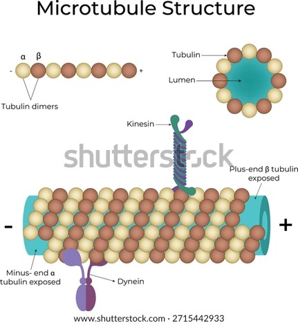 Microtubule Structure and Associated Motor Proteins