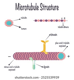 Estruturas de microtúbulos e proteínas de montagem