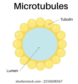 Microtubules are major components of the cytoskeleton.