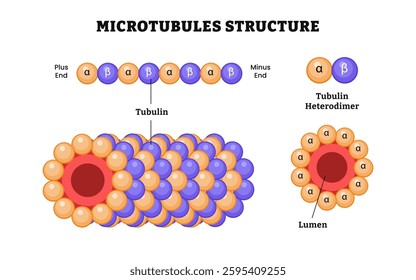 Microtubules structure anatomy, diagram poster, medical illustration. Polymers of tubulin, eukaryotic cells, part of cytoskeleton, hollow tubes. Labeled tubulin, heterodimer, lumen, aplha and beta.