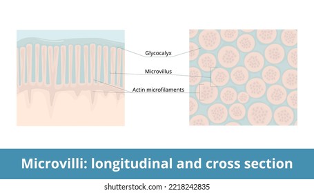 Microvilli: Longitudinal And Cross-section. Plasma Membrane Extension Increases Cell's Surface Area With Its Microvillus And Actin Microfilaments. Glycocalyx As A Protective Layer.