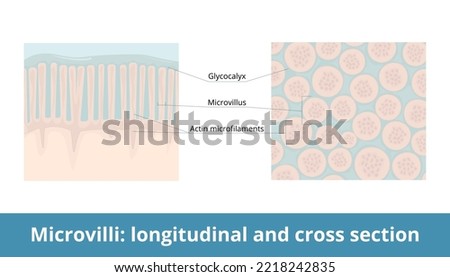Microvilli: longitudinal and cross-section. Plasma membrane extension increases cell's surface area with its microvillus and actin microfilaments. Glycocalyx as a protective layer.