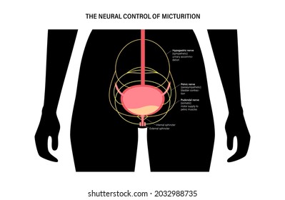 Micturition Neural Control Function In Female Silhouette. Signals From Brain To Bladder In Human Body. Incontinence Disease And Urinary System. Spinal Cord And Nerves Connections Vector Illustration.