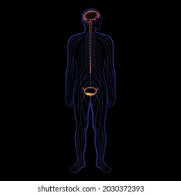 Función de control neural miccional en silueta masculina. Señales del cerebro a la vejiga en el cuerpo humano. Enfermedad de incontinencia y sistema urinario. La médula espinal y las conexiones nerviosas ilustran el vector